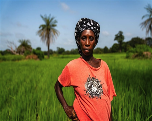 生肖羊🐑的运势分析 生肖羊🐑的运势分析